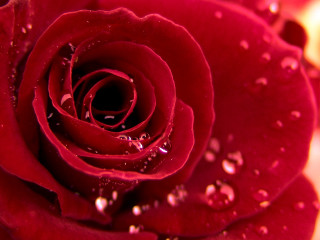 Close up red rose water - rose free wallpaper