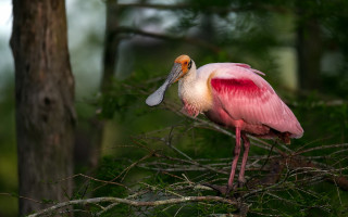 Pink bird long beak branch - a pink bird free wallpaper