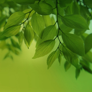 Green leafy branch bokeh nature 2 - environmental art free wallpaper