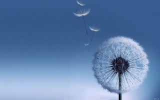 Dandelion blowing wind blue sky 18 - a few white flower free wallpaper
