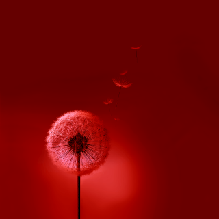Dandelion red background red light - free new year wallpaper
