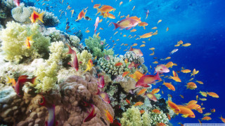 Fish coral reef ocean blue 19 - a large group of fish swimming over a coral reef in the ocean free wallpaper