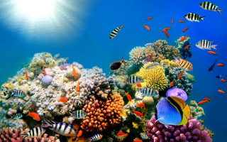 Colorful coral reef fish sunlight 2 - underwater free wallpaper