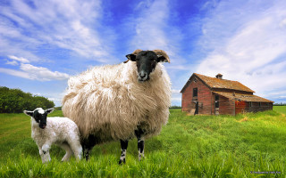 Sheep lamb field barn house - a storybook illustration free wallpaper for desktop