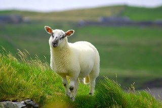 Sheep grassy hill sky background - a grassy hill free wallpaper