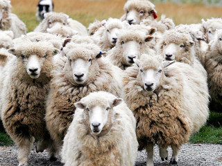 Sheep herd dirt road grass - a sheep free wallpaper
