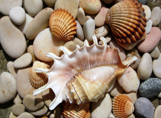 Sea shell rocks gravel nature - photorealistic imagery free wallpaper for desktop