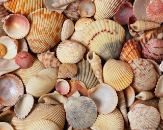 Sea shells table top pile - top of a table next free wallpaper