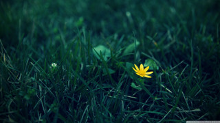 Yellow flower grass sunny day 2 - single free wallpaper