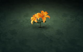 Single flower green surface black - a green surface free wallpaper