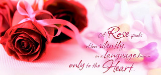 Red rose white table pink - a white table next free wallpaper