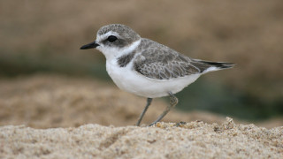 Small bird sandy beach water - aquirax uno free wallpaper