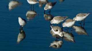 Birds standing water beach ocean - a group of birds free wallpaper