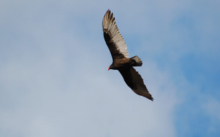 Large bird blue sky eagle - blue free wallpaper