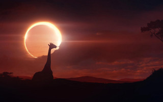 Giraffe sun sky tree foreground - sun free wallpaper for desktop