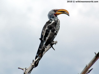 Bird long beak branch cloudy - andries both free wallpaper