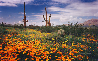 Field flowers cactus clouds mountains - david lachapelle free wallpaper