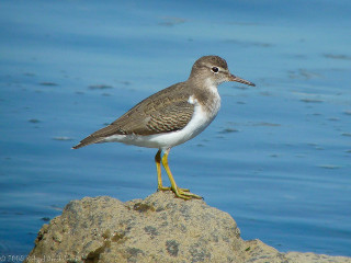 Bird rock water blue sky - upper body free wallpaper