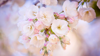 Flowers branch daytime sunny blooming - a blurry background free wallpaper