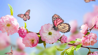 Butterflies pink flower bush blue - a group of butterflies free wallpaper