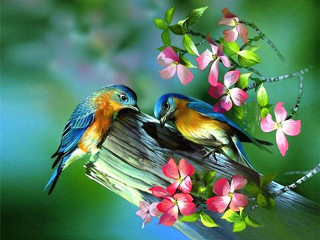 Birds branch flowers blurry background - the background and a blurry background behind them free wallpaper