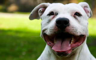 White dog smiling grass neoplasticism - a big smile free wallpaper