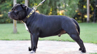 Black dog yellow leash digital - a black dog free wallpaper
