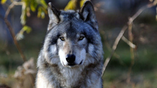 Wolf standing grass blurry background - male free wallpaper