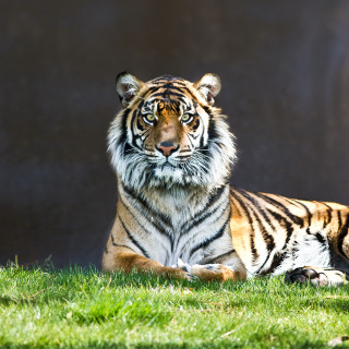 Tiger laying lush green grass - a tiger free wallpaper