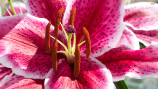 Pink flower white red yellow - a yellow center free wallpaper