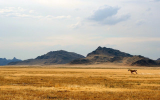 Horse running field mountains cloudy - edi rama free wallpaper