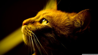 Cat closeup black background yellow - yellow light free wallpaper