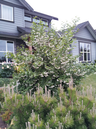 Tree white flowers house lawn - a house free wallpaper