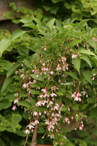Pink flower bush potted outdoor - incoherent free wallpaper
