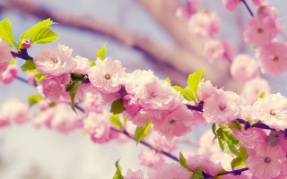 Pink flowers branch blurry background 4 - a branch of a tree free wallpaper