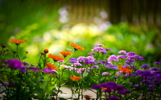 Garden purple orange flowers wooden 2 - a wooden fence free wallpaper