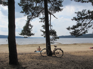 Bicycle parked tree beach ocean - a bicycle free wallpaper