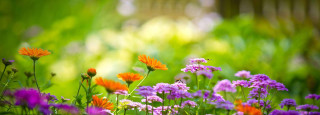 Field of flowers blurry background 3 - a field of flowers free wallpaper