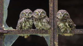 Three owls metal bar green - assemblage free wallpaper