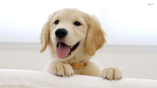 Dog sitting pillow smiling camera - his paw free wallpaper