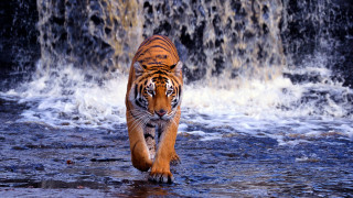 Tiger waterfall person walking through - a person in the background free wallpaper