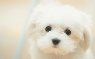 White dog black nose white - a black nose free wallpaper