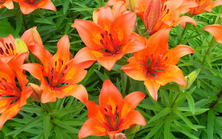 Orange flowers green grass red - the middle free wallpaper