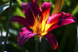 Purple yellow flower green leaves - a single flower in the foreground free wallpaper