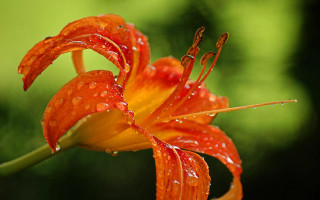 Flower water droplets green background - petal free wallpaper for desktop