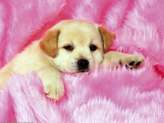 Puppy laying pink blanket paw - cicely free wallpaper