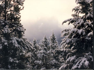 Snowy forest sunset clouds trees - forest free wallpaper