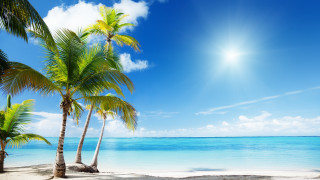 Beach palm trees sunshine ocean - blue sky free wallpaper