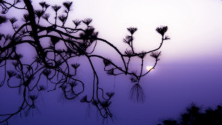 Tree branch light foggy sky - impressionist free wallpaper