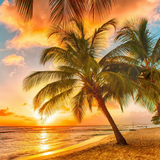 Palm tree beach sunset boat 2 - palm tree free wallpaper